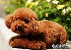 狗狗厕所的恰当放置部位