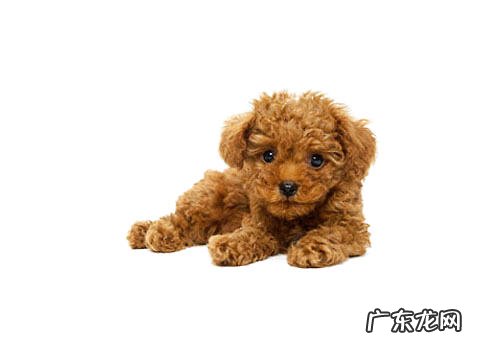 如何减少泰迪犬的工作压力