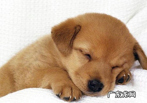 幼狗吃什么狗粮好