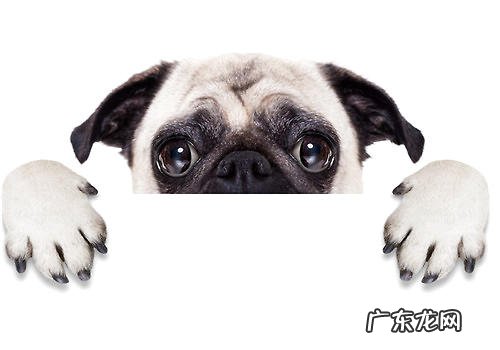 网上买狗粮的常见问题