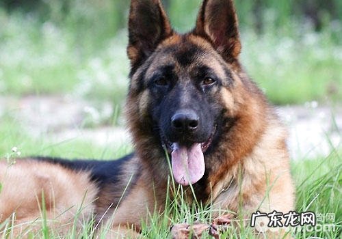 养德牧要留意的一些事