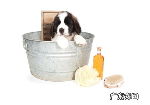 狗沐浴乳弄到双眼耳朵里该怎么办