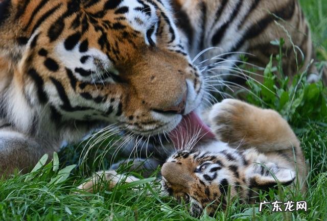 立春出生的宝宝是属虎的-立春当天出生的女虎宝宝