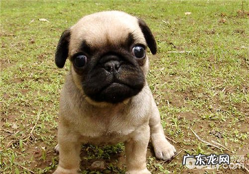 幼狗尴尬期可以吃美毛粉吗