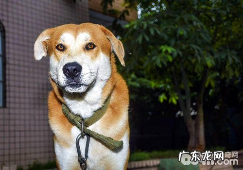 狗狗皮肤病时可以吃药方粮吗?