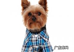 幼狗衣服裤子是不是必需