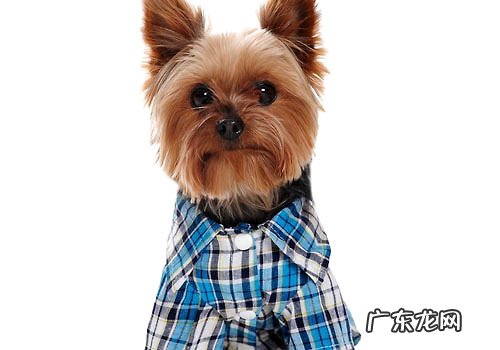 幼狗衣服裤子是不是必需