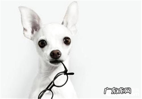 狗狗玩具对小狗的实际意义