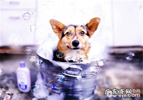 小狗沐浴露为什么不可以用工的
