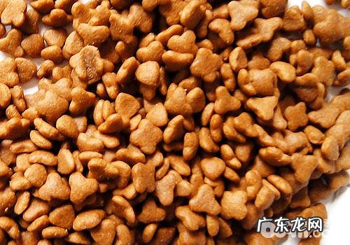 油多的宠物犬粮有哪些危害