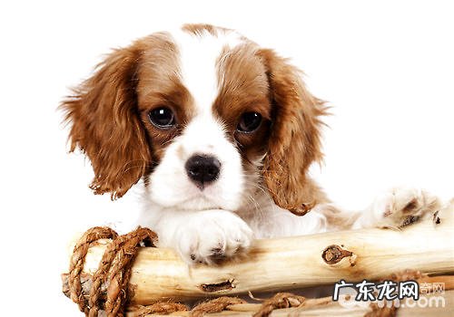 正确对待狗狗牵引绳的几大谣传