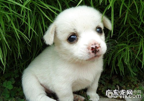 买犬粮时要留意犬粮的味道