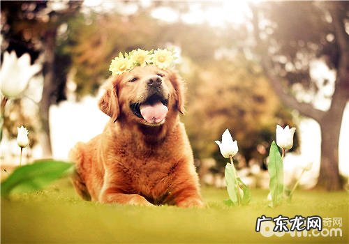 狗狗磨牙棒可减轻儿童换牙痛楚