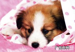 怎样看待小狗痛疼难题