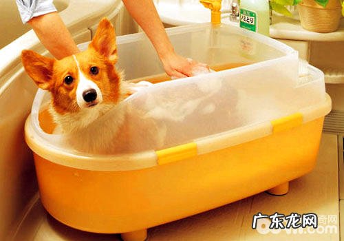 小狗沐浴露错误操作有哪些危害
