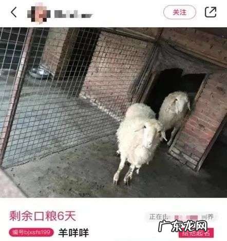 为什么年轻人都想花9.9元做7天“爸妈”？