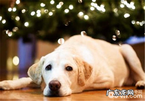 天然狗粮到底重在哪儿