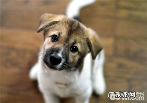 为小狗配戴牵引绳前的提前准备