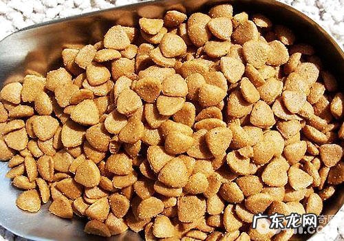 泰迪吃什么犬粮最好是