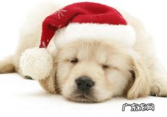 小狗是否会自闭症