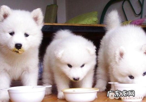 不应多食的小宠物食品有哪些