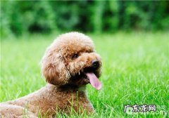 泰迪犬窝的选择关键点