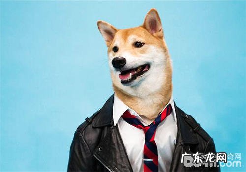 小狗衣服的衣着注重