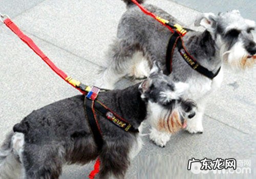 小狗不肯带牵引绳该怎么办