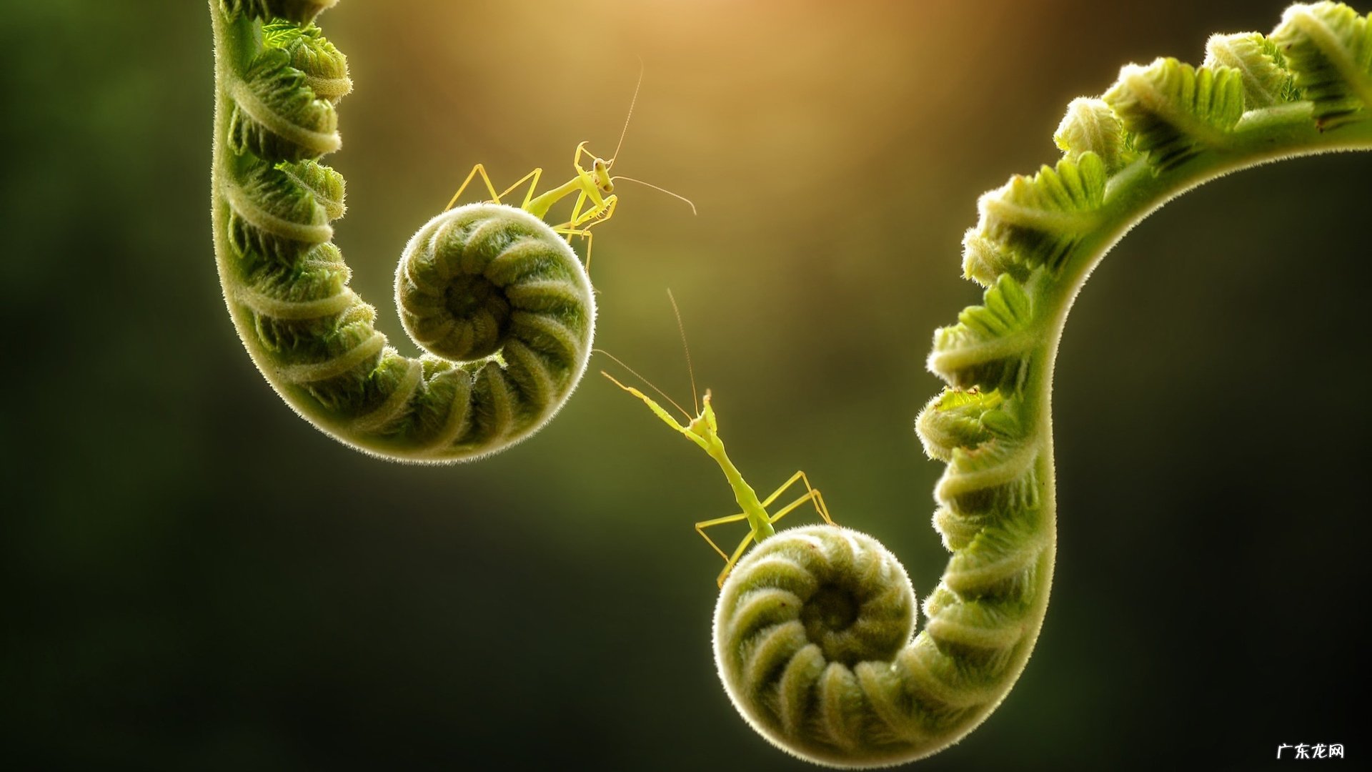 想问于康儿童适合吃燕麦吗