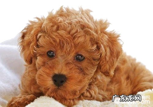 如何帮泰迪犬剪血线