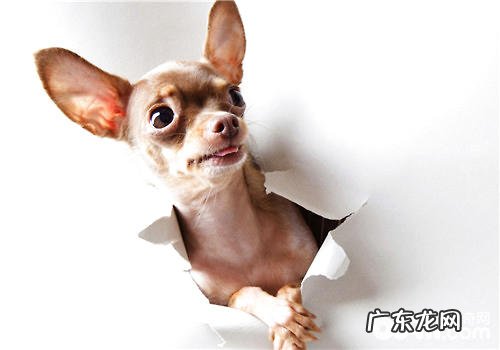 天然狗粮的界定及特性