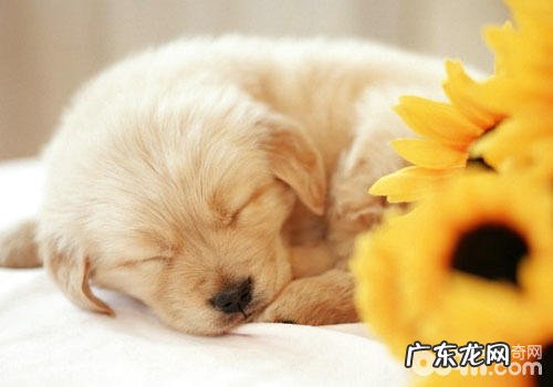 小狗手术治疗要留意什么难题