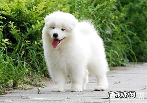 萨摩幼犬狗粮的选择提议