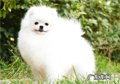 狗粮怎样确保新鲜程度