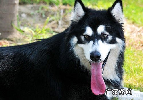 美毛粉能够给金毛用吗?