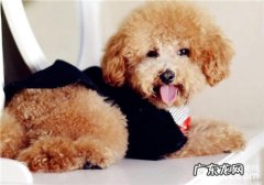 泰迪狗狗磨牙饼干的选择提议