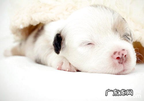 狗是不是一定要吃狗驱虫药