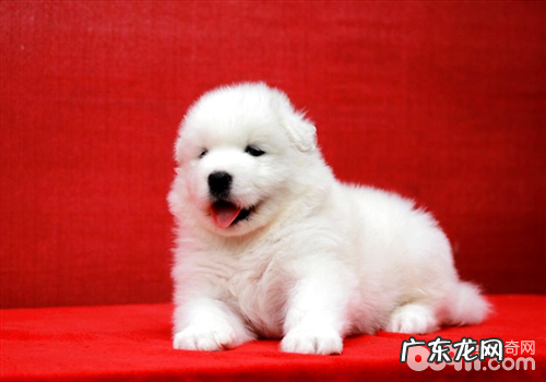 小狗狗营养膏的应用关键点