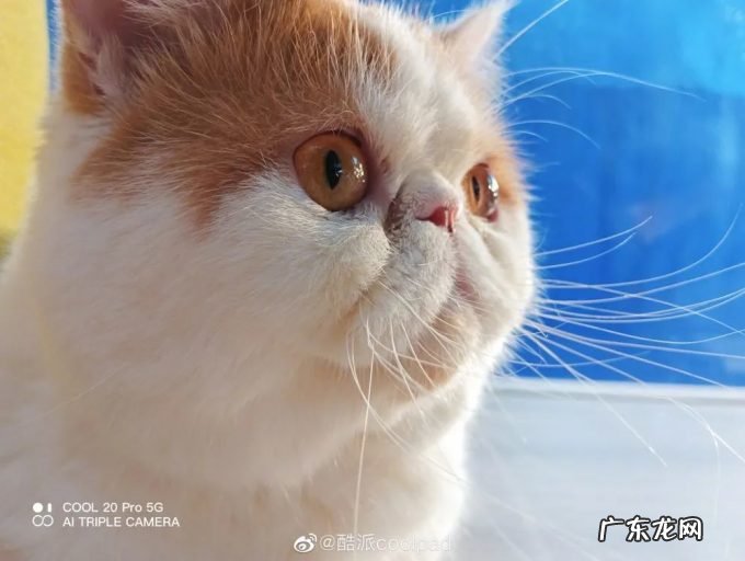 资讯丨酷派COOL20 Pro影像规格公布:5000万像素AI三摄