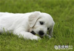 狗狗磨牙棒的选择提议