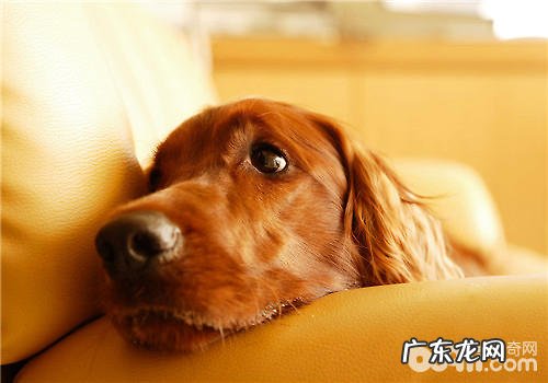 犬用营养膏的喂养关键点