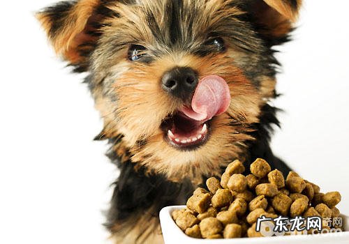 幼狗粮怎样喂养