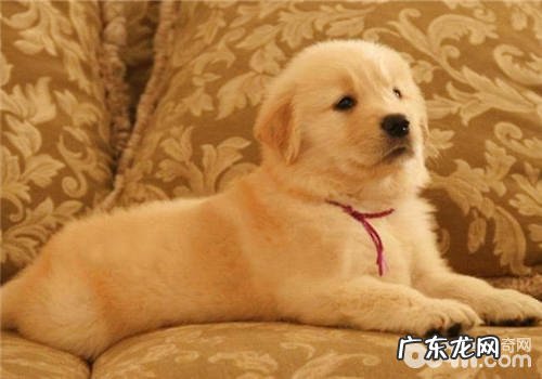 幼狗奶糕的喂养提议