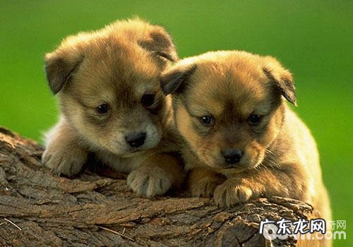 养两只狗可否改进幼儿入园焦虑