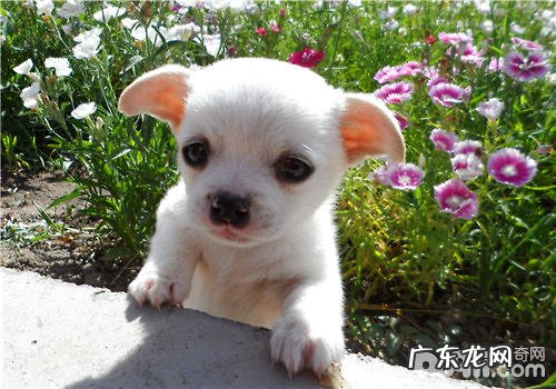 小狗宠物香波的普遍种类及特性详细介绍