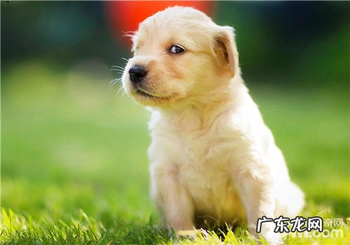 怎么让小狗融入小狗美白牙膏