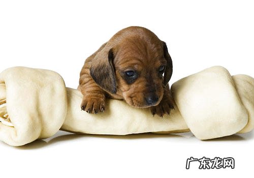 什么小狗玩具可改进啃咬个人行为