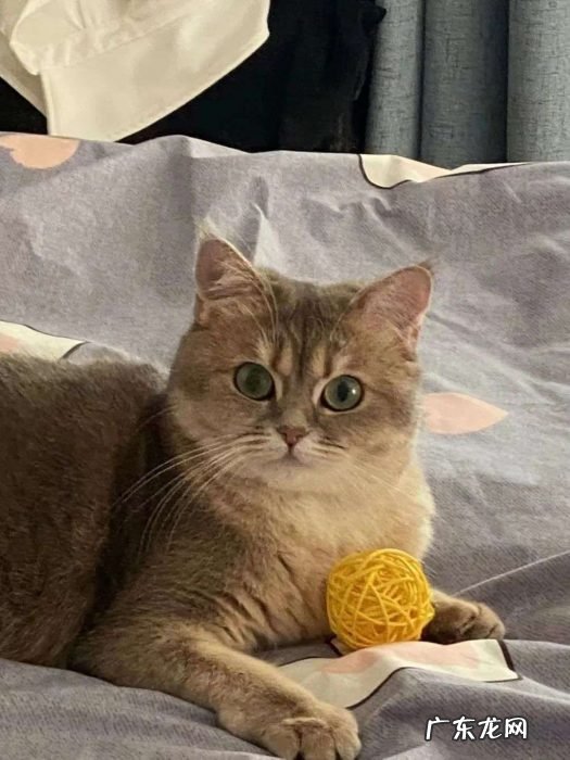 多花数千元为猫赎身,哪些人在买租赁猫?