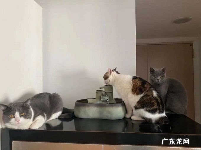 多花数千元为猫赎身,哪些人在买租赁猫?