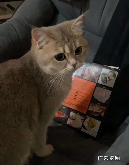 多花数千元为猫赎身，哪些人在买租赁猫？